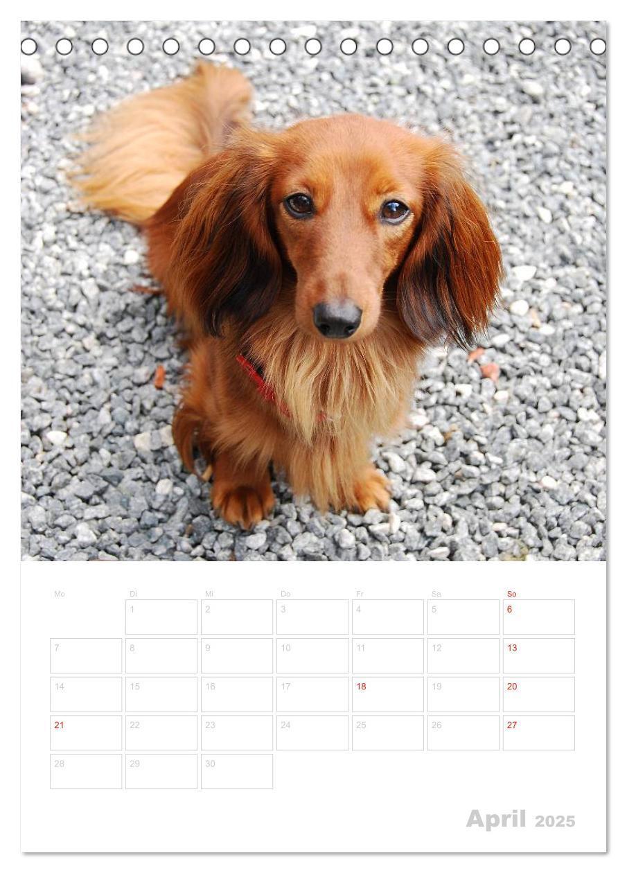 Bild: 9783457013472 | Der Dackel - mein kleiner Freund (Tischkalender 2025 DIN A5 hoch),...