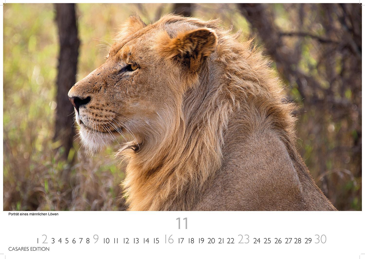 Bild: 9781835240649 | Südafrika 2025 L 35x50cm | Kalender | 14 S. | Deutsch | 2025