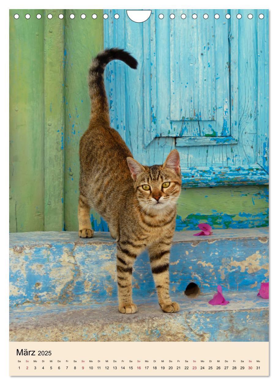 Bild: 9783435990030 | Katzen von Rhodos (Wandkalender 2025 DIN A4 hoch), CALVENDO...