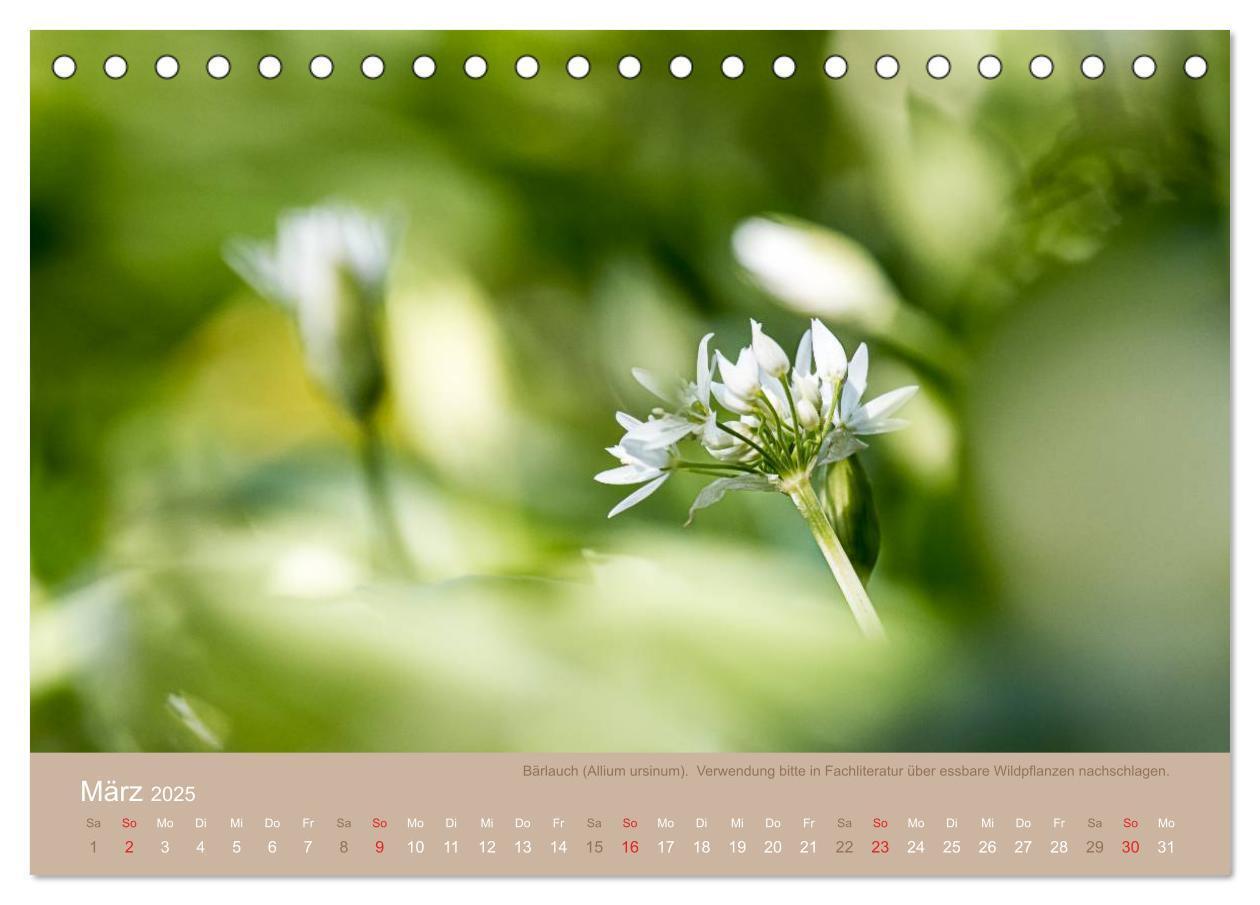 Bild: 9783435661688 | WILD, ESSBAR UND GESUND Essbare Wildpflanzen (Tischkalender 2025...