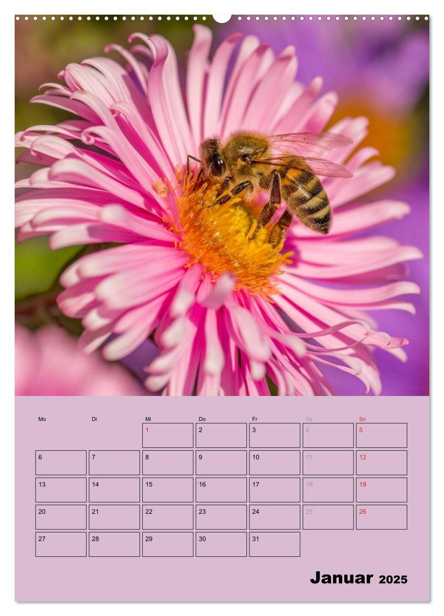 Bild: 9783457051443 | Bienenplaner (Wandkalender 2025 DIN A2 hoch), CALVENDO Monatskalender