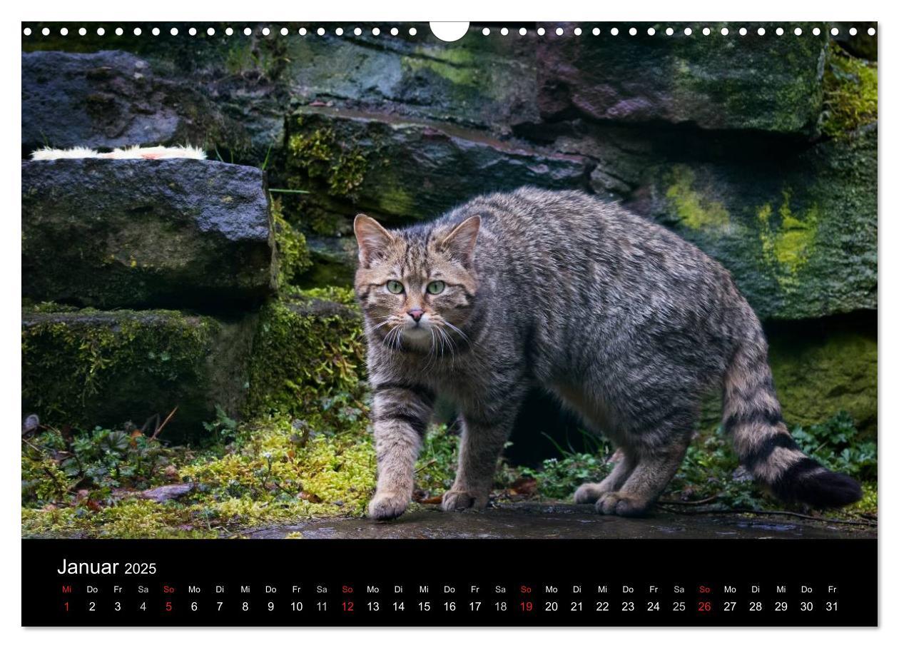 Bild: 9783435390991 | Wildkatzen - scheue Samtpfoten (Wandkalender 2025 DIN A3 quer),...