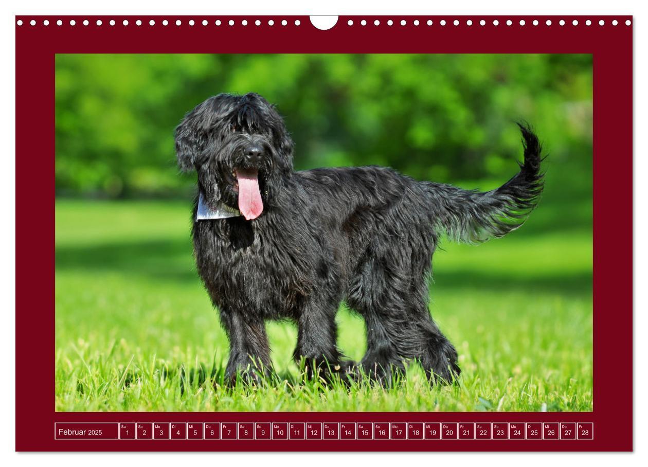 Bild: 9783457153079 | Herz auf vier Pfoten - Briard (Wandkalender 2025 DIN A3 quer),...