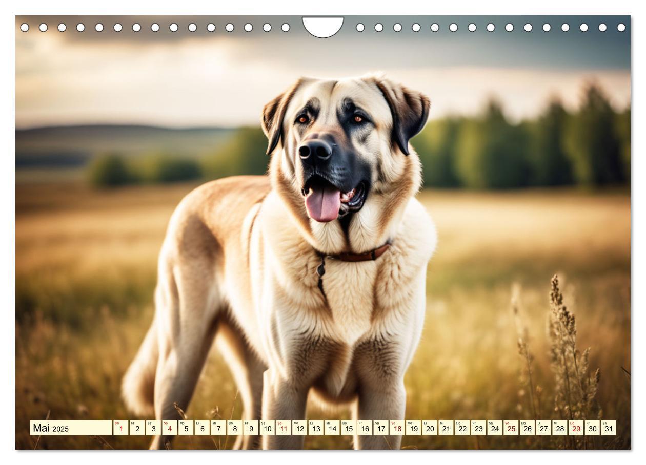 Bild: 9783457130636 | Kangal - der starke Herdenschutzhund (Wandkalender 2025 DIN A4...