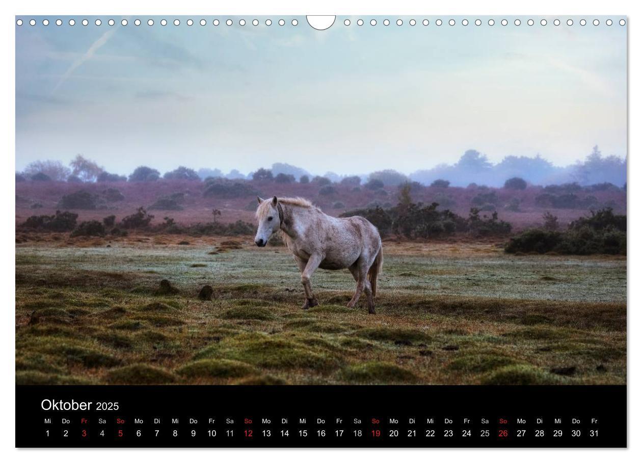 Bild: 9783435475964 | New Forest - England (Wandkalender 2025 DIN A3 quer), CALVENDO...