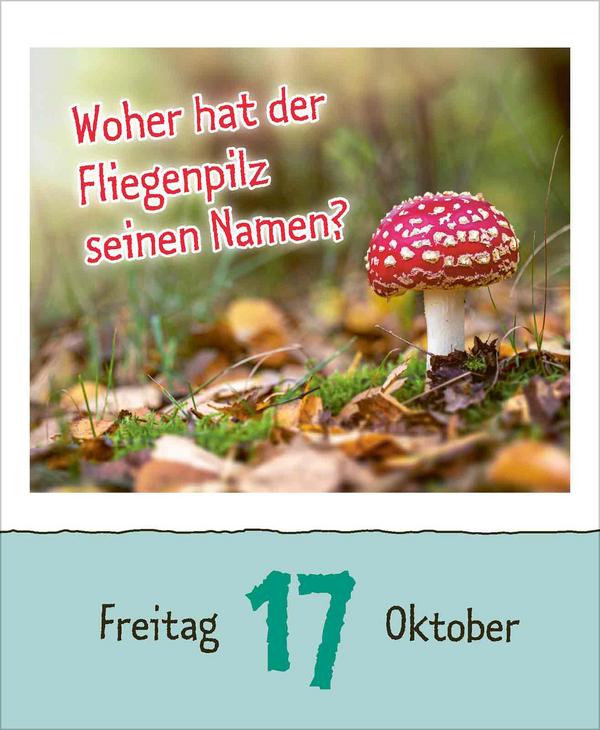 Bild: 9783731877363 | Warum wackelt Wackelpudding? 2025 | Verlag Korsch | Kalender | 328 S.