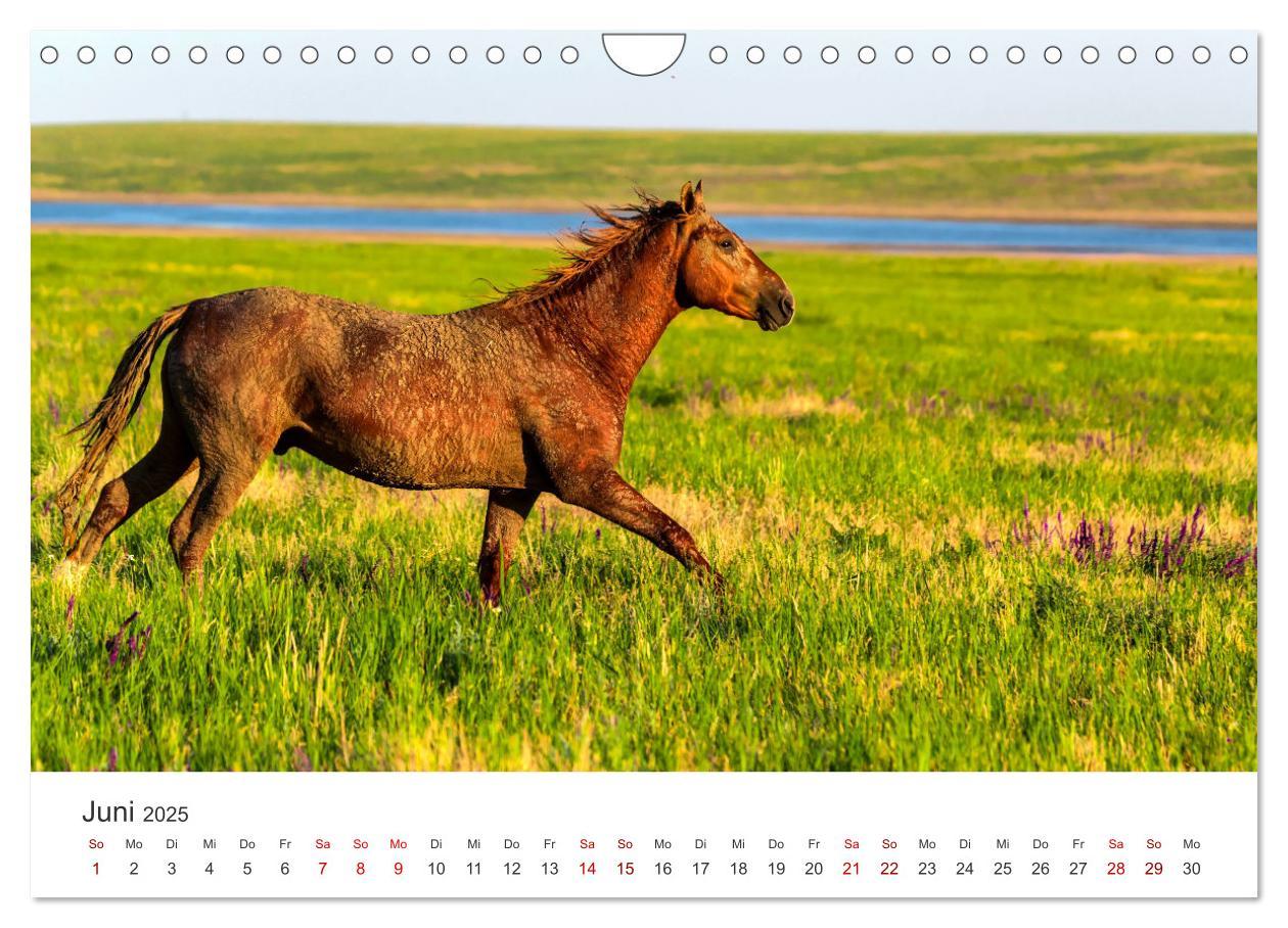 Bild: 9783383927973 | Freiheitsliebende Wildpferde (Wandkalender 2025 DIN A4 quer),...