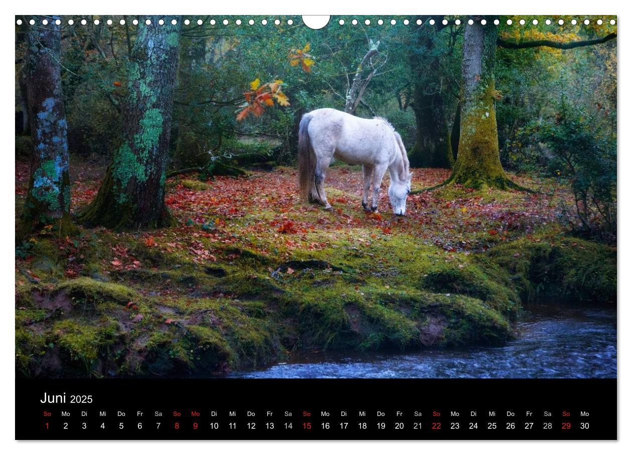 Bild: 9783435475964 | New Forest - England (Wandkalender 2025 DIN A3 quer), CALVENDO...