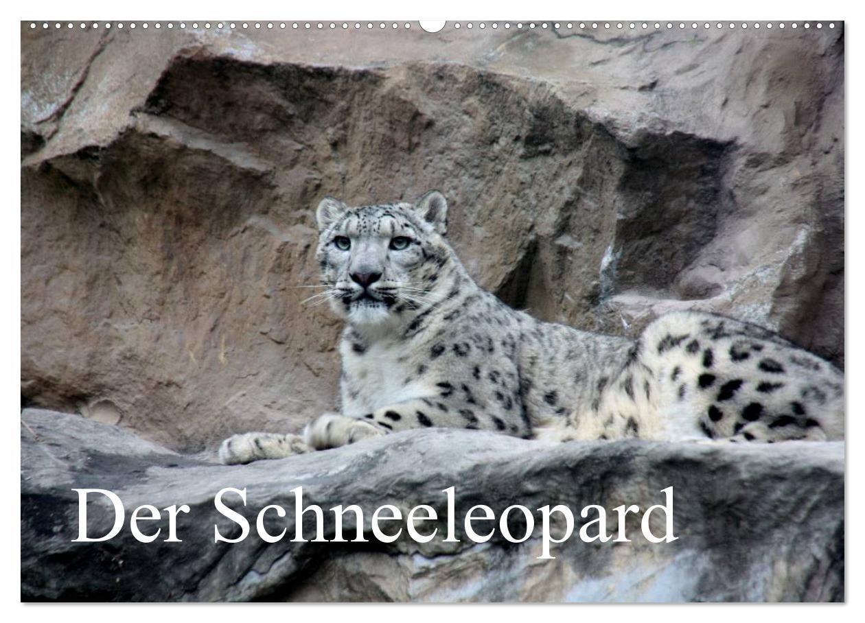 Cover: 9783435719761 | Der Schneeleopard (Wandkalender 2025 DIN A2 quer), CALVENDO...