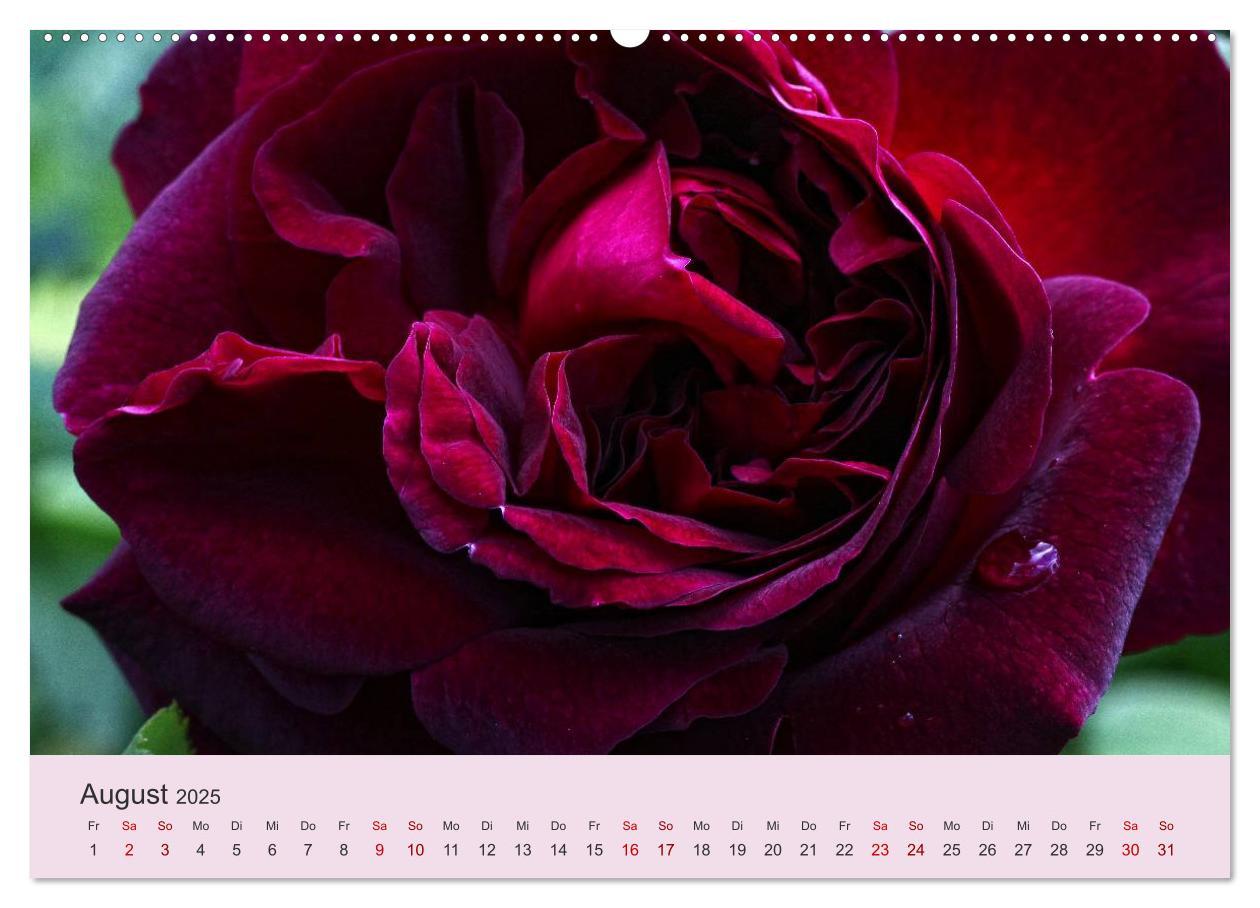 Bild: 9783435452743 | Rosen Reigen im Garten (Wandkalender 2025 DIN A2 quer), CALVENDO...