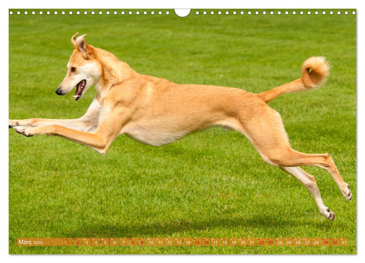 Bild: 9783435025718 | Witziger Windhund - Portugiesischer Galgo (Wandkalender 2025 DIN A3...