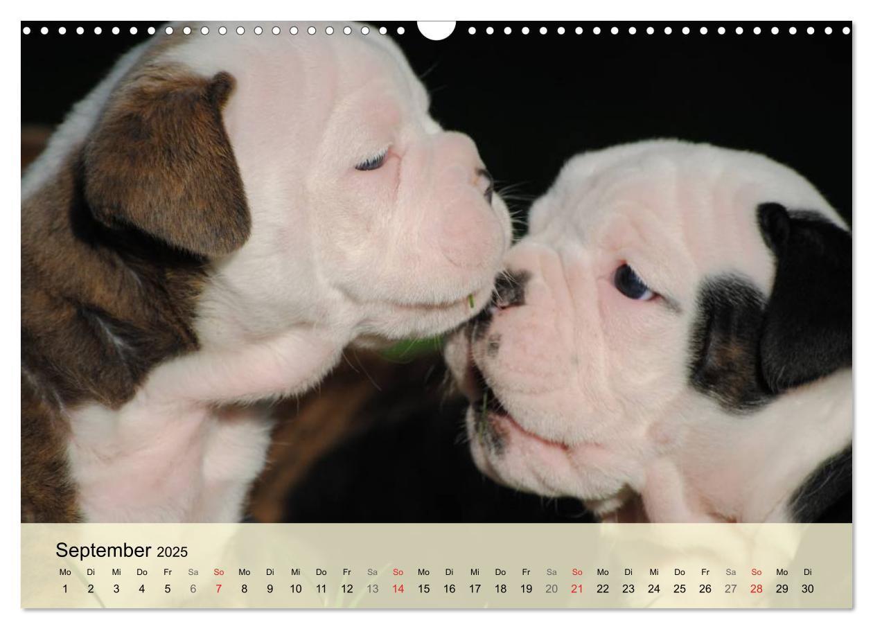 Bild: 9783435729296 | Bulldoggen-Kindergarten (Wandkalender 2025 DIN A3 quer), CALVENDO...