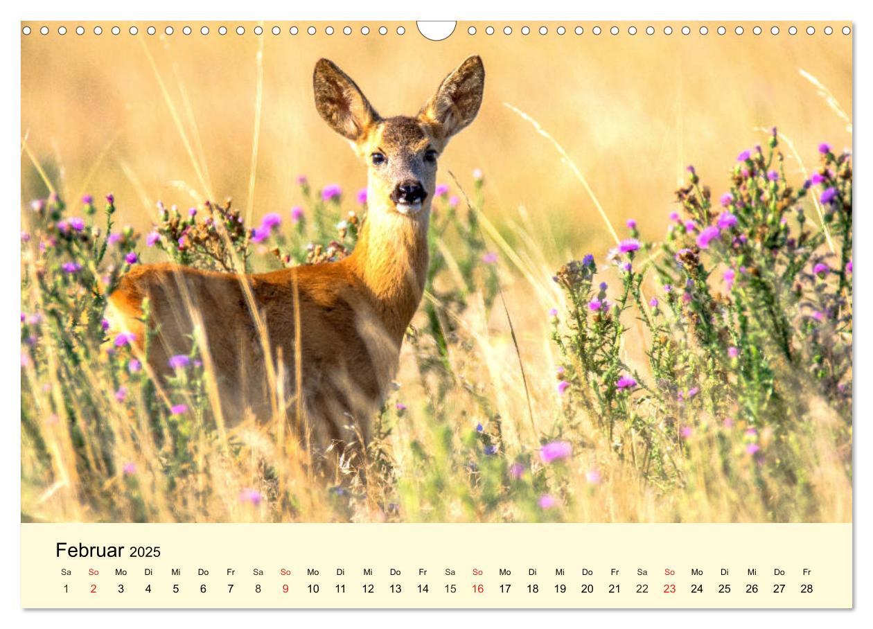 Bild: 9783435176168 | Scheue Wildtiere in heimischen Wäldern und Bergen (Wandkalender...