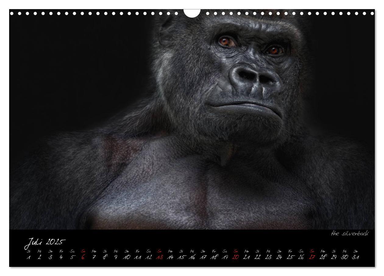 Bild: 9783435744725 | Gorilla (Wandkalender 2025 DIN A3 quer), CALVENDO Monatskalender