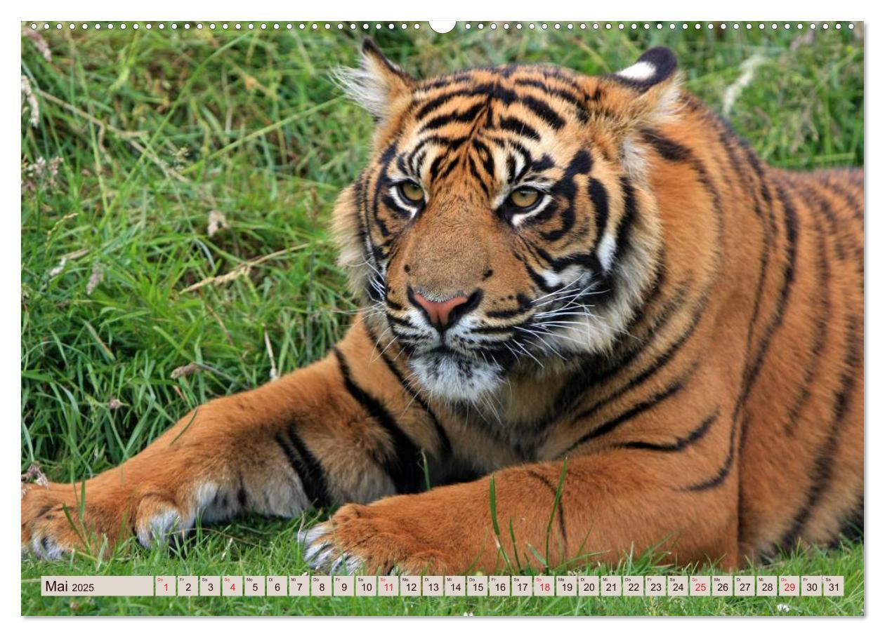 Bild: 9783435738168 | Tiger. Gestreift, wild u. schön (Wandkalender 2025 DIN A2 quer),...