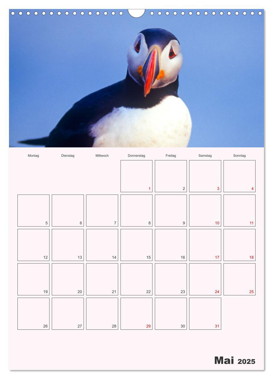 Bild: 9783435927296 | Papageitaucher Monatsplaner (Wandkalender 2025 DIN A3 hoch),...