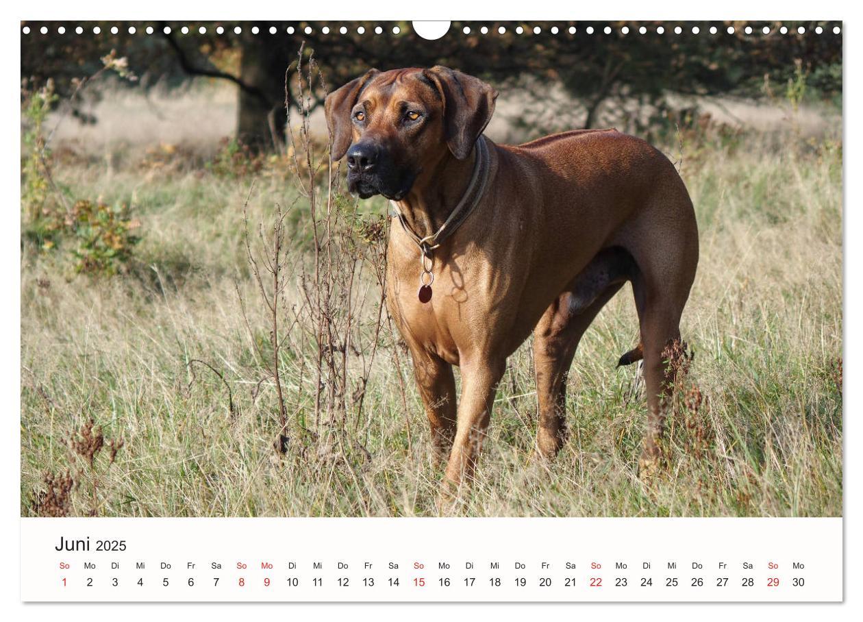 Bild: 9783435482351 | Rhodesian Ridgeback Schönheit aus Afrika (Wandkalender 2025 DIN A3...