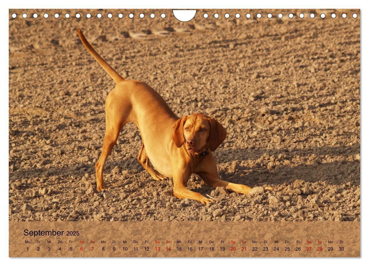 Bild: 9783435307920 | Magyar Vizsla - Ungarischer Vorstehhund (Wandkalender 2025 DIN A4...