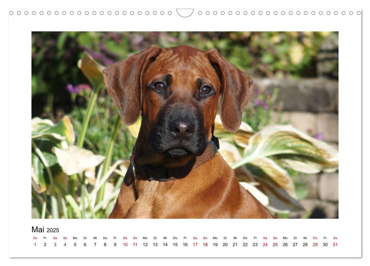 Bild: 9783383987601 | Rhodesian Ridgeback - Charmanter Dickkopf aus Afrika (Wandkalender...