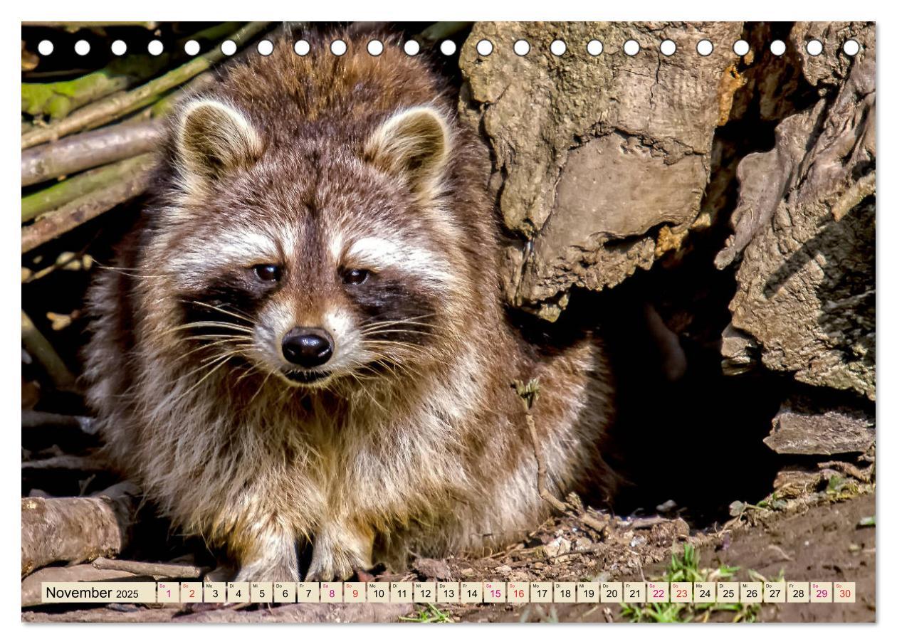 Bild: 9783435333868 | Waschbär - Niedlicher Allesfresser (Tischkalender 2025 DIN A5...