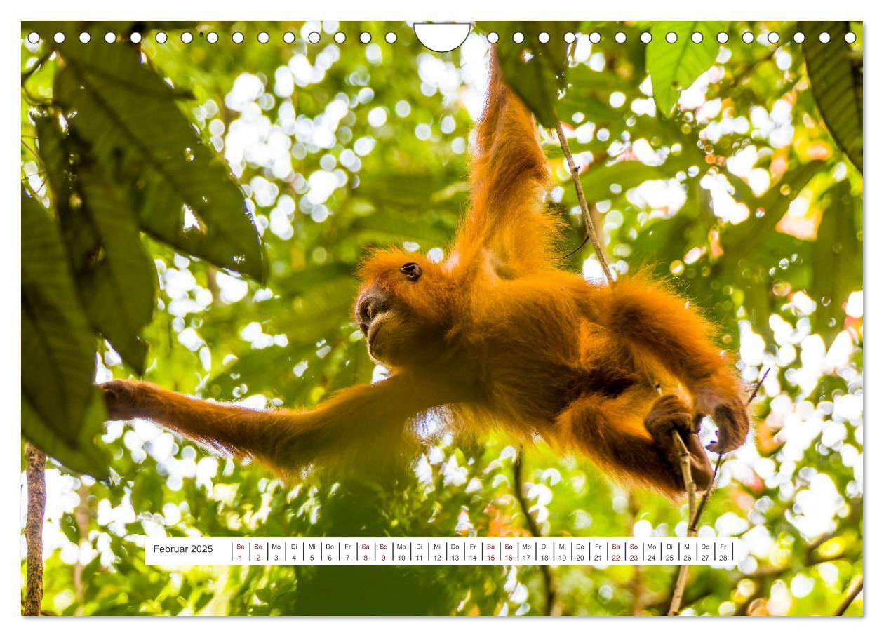 Bild: 9783457150726 | Gunung Leuser Nationalpark und seine Orang Utans (Wandkalender 2025...