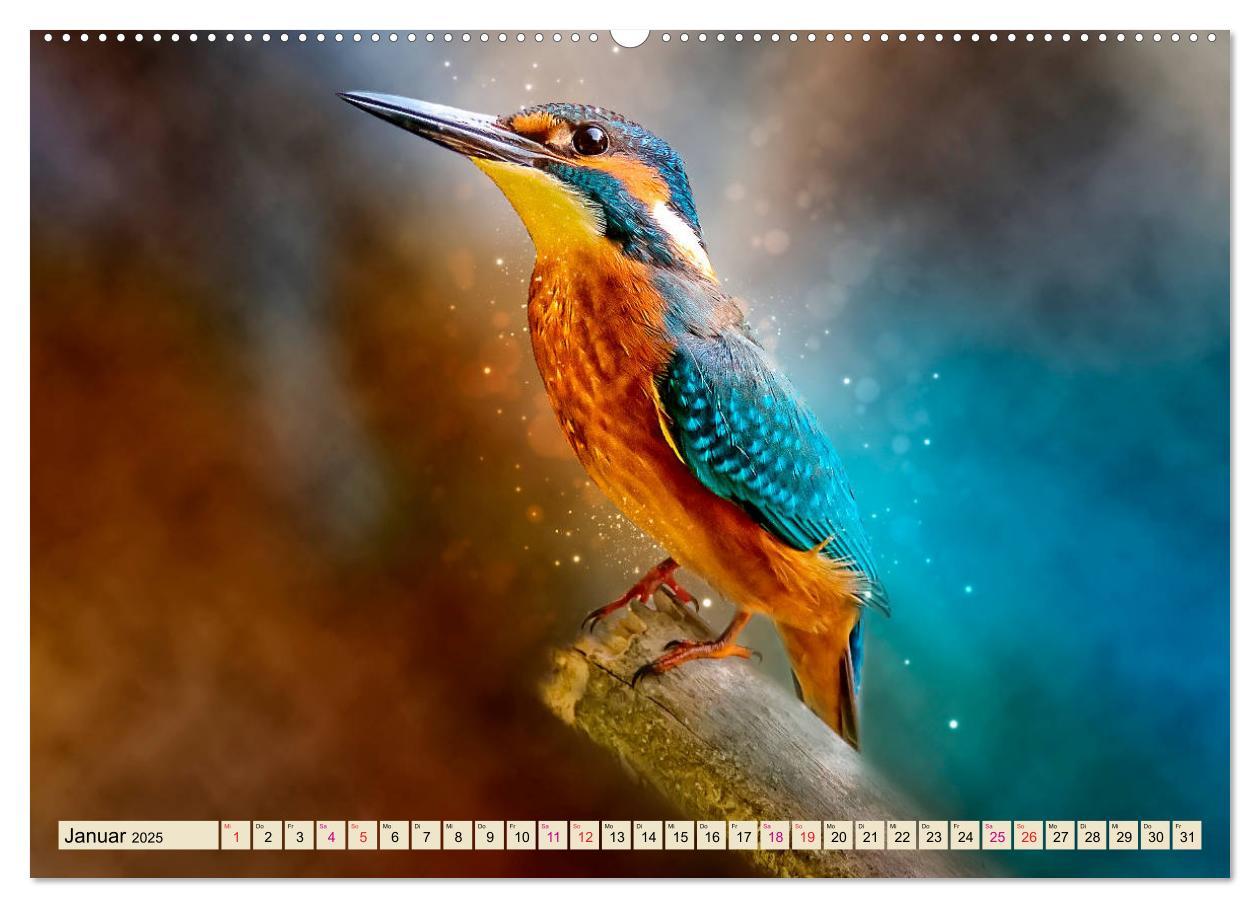 Bild: 9783435333288 | Wunderschöner Eisvogel (Wandkalender 2025 DIN A2 quer), CALVENDO...