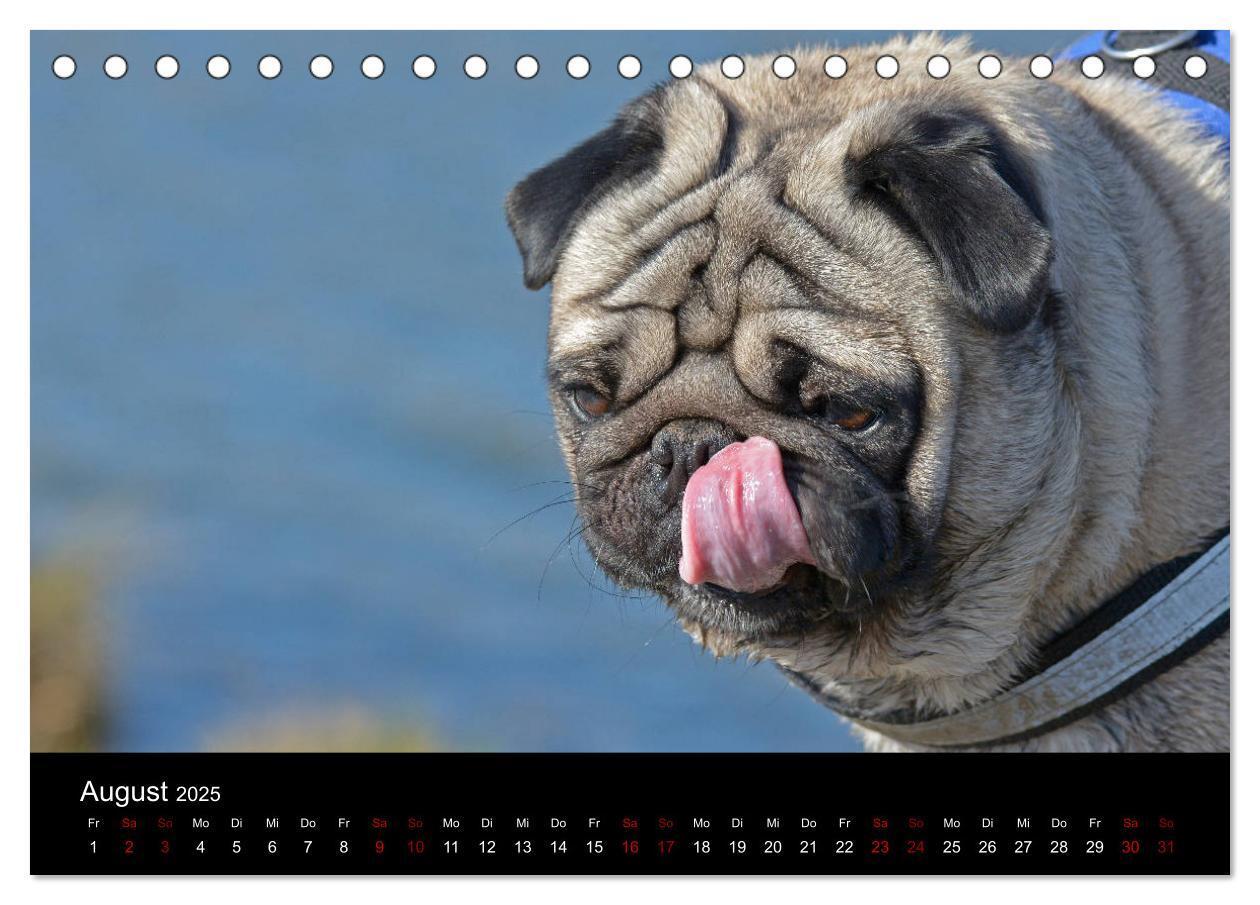 Bild: 9783435381869 | Alles Mops-Kalender 2025 (Tischkalender 2025 DIN A5 quer), CALVENDO...