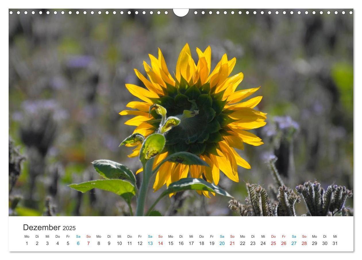 Bild: 9783435788019 | Sonnenblumen 2025 (Wandkalender 2025 DIN A3 quer), CALVENDO...