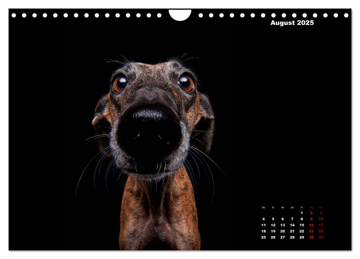 Bild: 9783435228911 | Die Stimme der Windhunde (Wandkalender 2025 DIN A4 quer), CALVENDO...