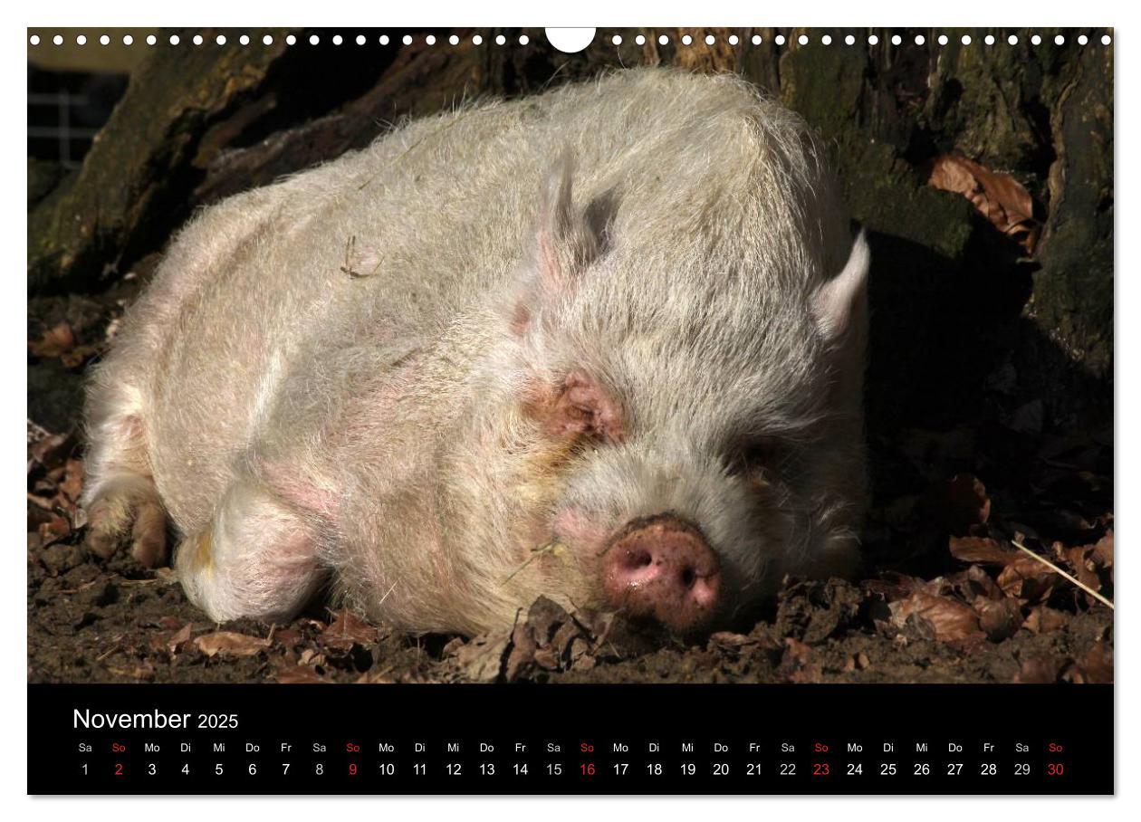 Bild: 9783435838509 | Schweinereien (Wandkalender 2025 DIN A3 quer), CALVENDO Monatskalender