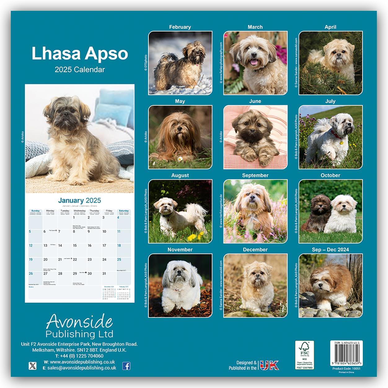 Rückseite: 9781804603659 | Lhasa Apso - Lhasaterrier 2025 - 16-Monatskalender | Ltd. | Kalender