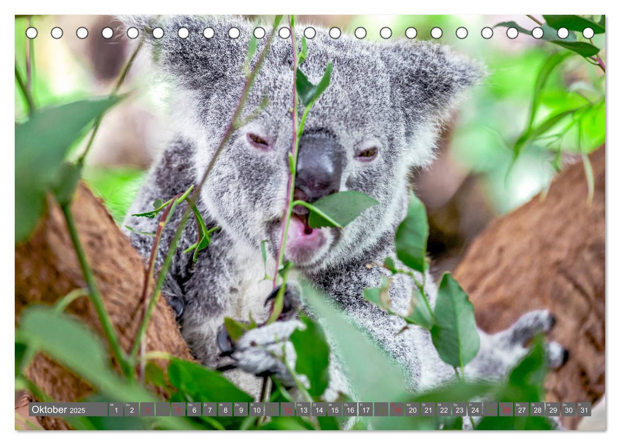 Bild: 9783435159741 | Koalas - Kuscheliges Symbol Australiens (Tischkalender 2025 DIN A5...