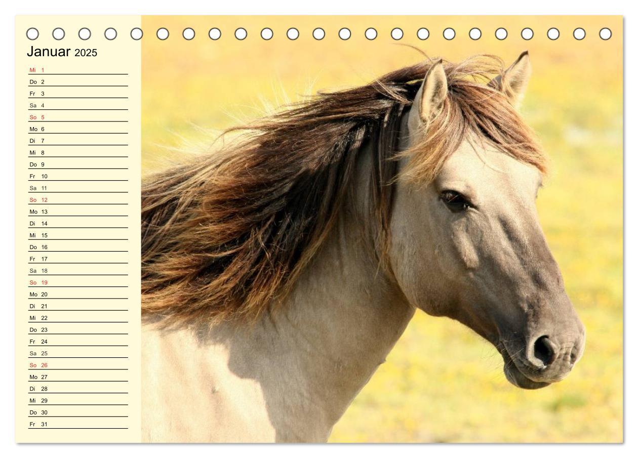 Bild: 9783435651184 | Ponys. Herzensbrecher mit Grips (Tischkalender 2025 DIN A5 quer),...