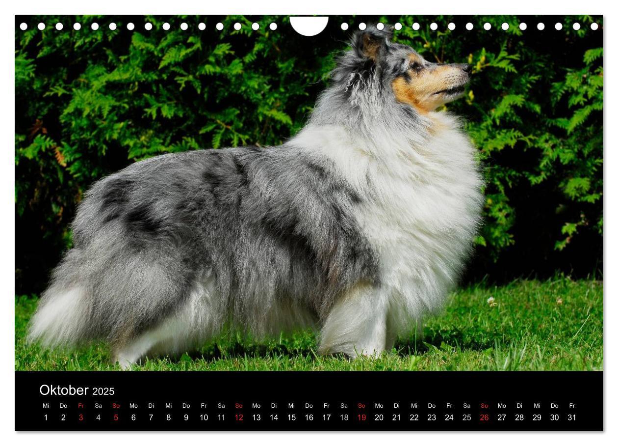 Bild: 9783435768646 | Sheltie 2025 (Wandkalender 2025 DIN A4 quer), CALVENDO Monatskalender