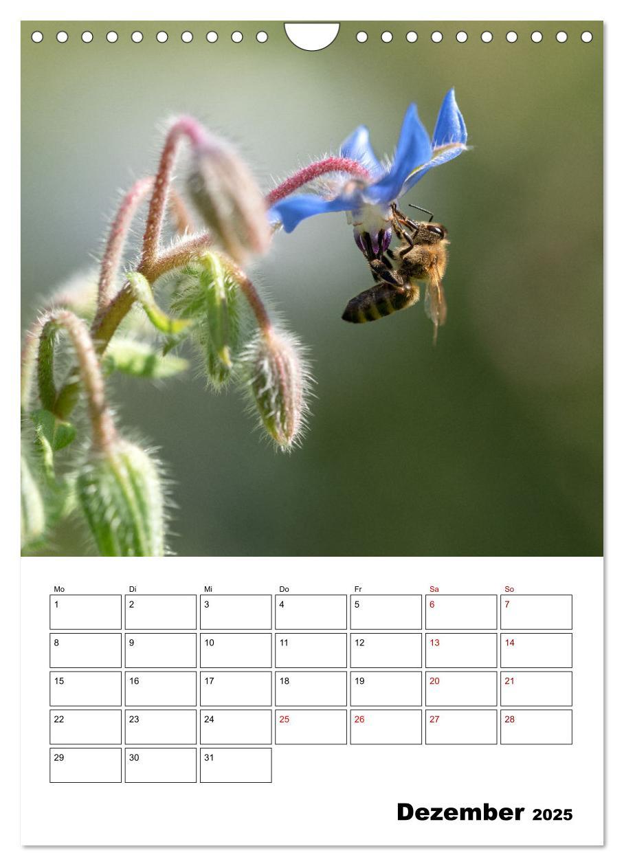 Bild: 9783435879731 | Hummeln und Bienen Terminplaner (Wandkalender 2025 DIN A4 hoch),...