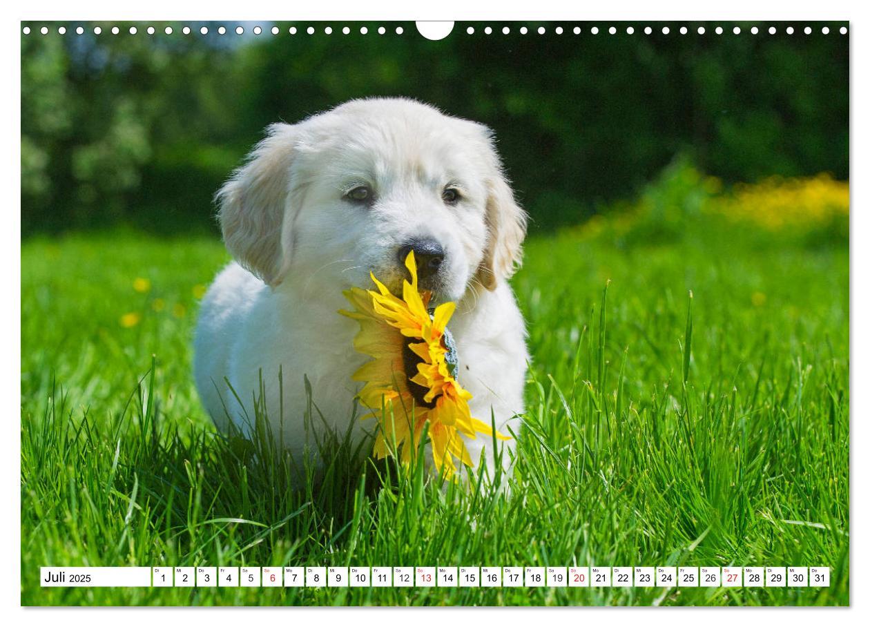 Bild: 9783435213801 | Goldige Herzensbrecher - Golden Retriever Welpen (Wandkalender 2025...