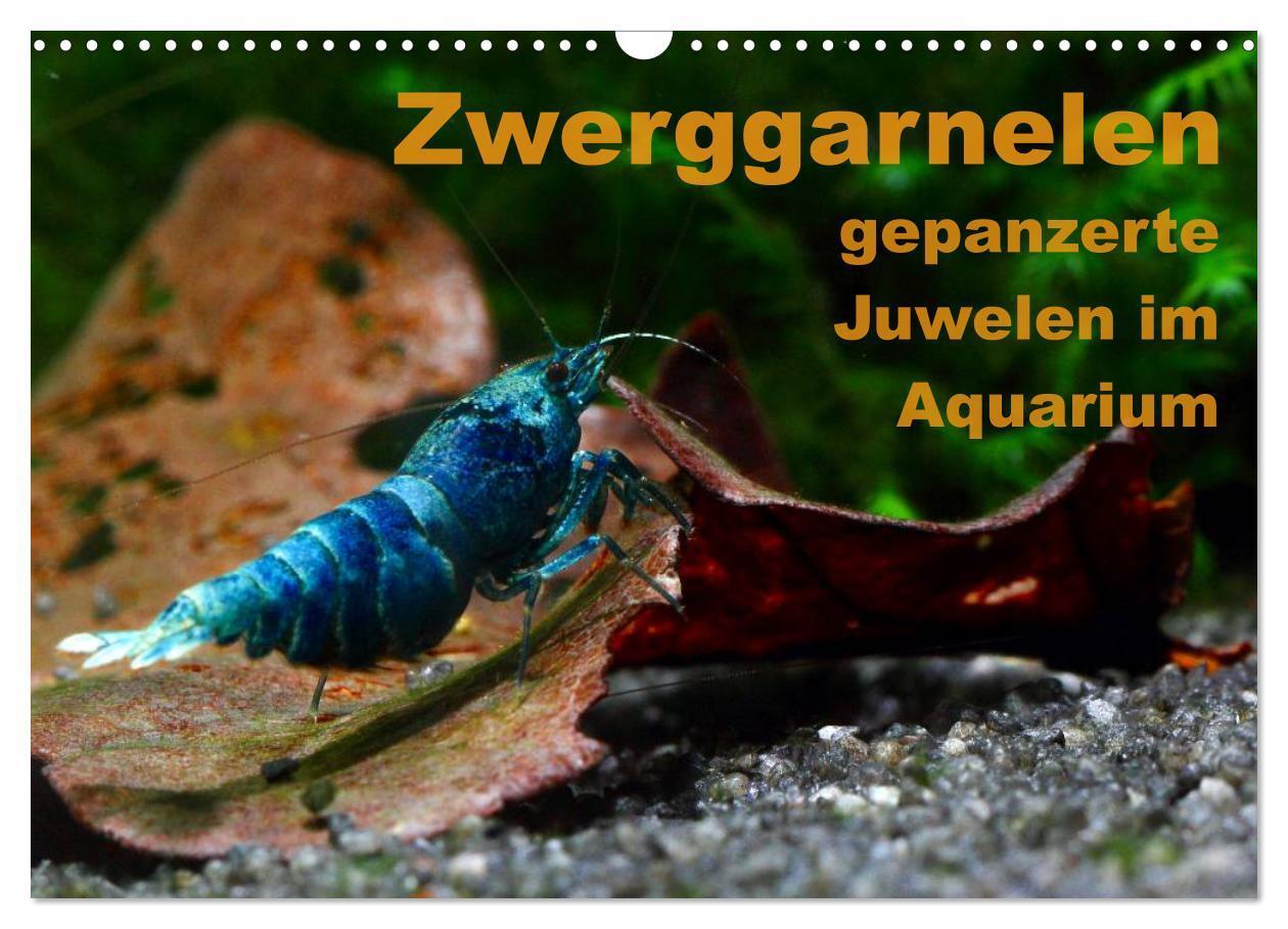 Cover: 9783435561582 | Zwerggarnelen - gepanzerte Juwelen im Aquarium (Wandkalender 2025...