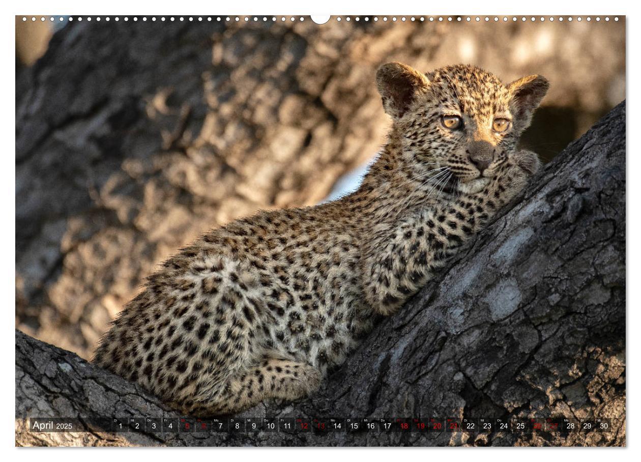 Bild: 9783435118694 | Afrikas Tierwelt, Safari im südlichen Afrika (Wandkalender 2025 DIN...