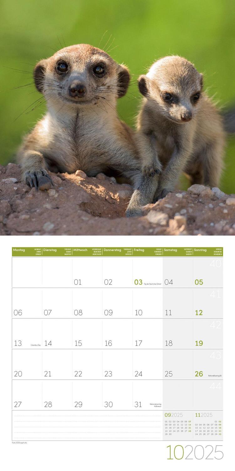 Bild: 9783838445328 | Erdmännchen Kalender 2025 - 30x30 | Ackermann Kunstverlag | Kalender