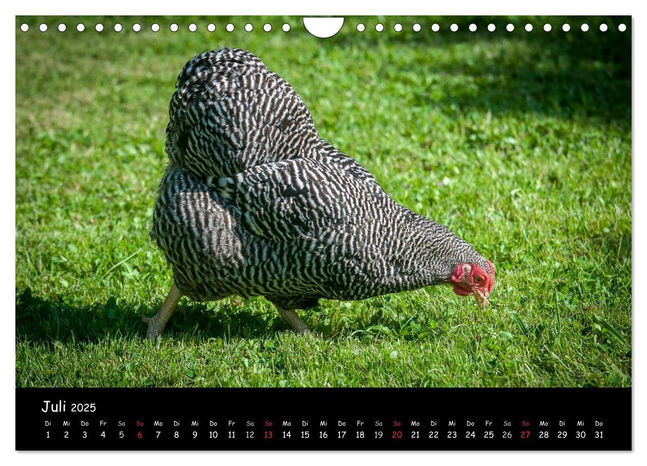 Bild: 9783435564101 | Gartenhühner (Wandkalender 2025 DIN A4 quer), CALVENDO Monatskalender