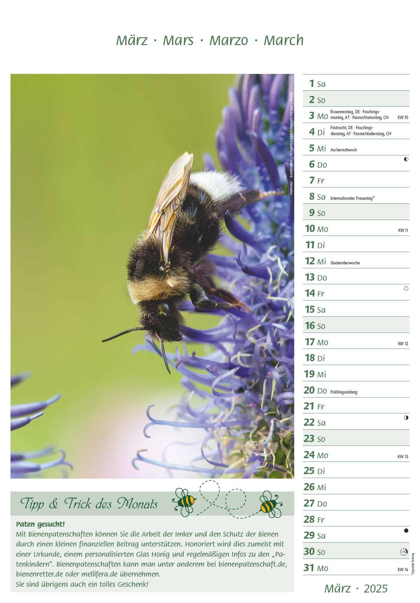 Bild: 4251732344399 | Bienen 2025 23,7x34 | Alpha Edition | Kalender | 28 S. | Deutsch