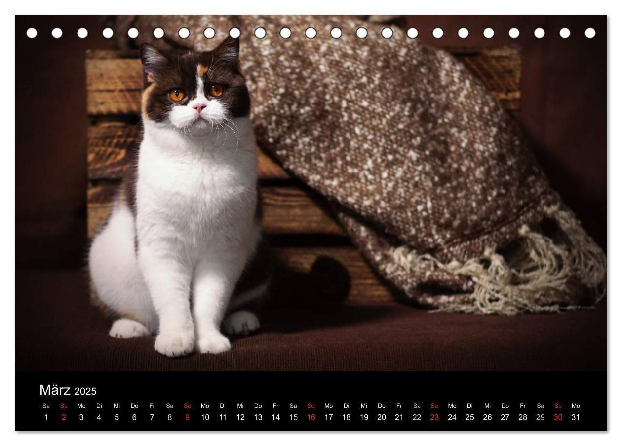 Bild: 9783435478453 | Schokoladige Britisch Kurzhaar Katzen (Tischkalender 2025 DIN A5...