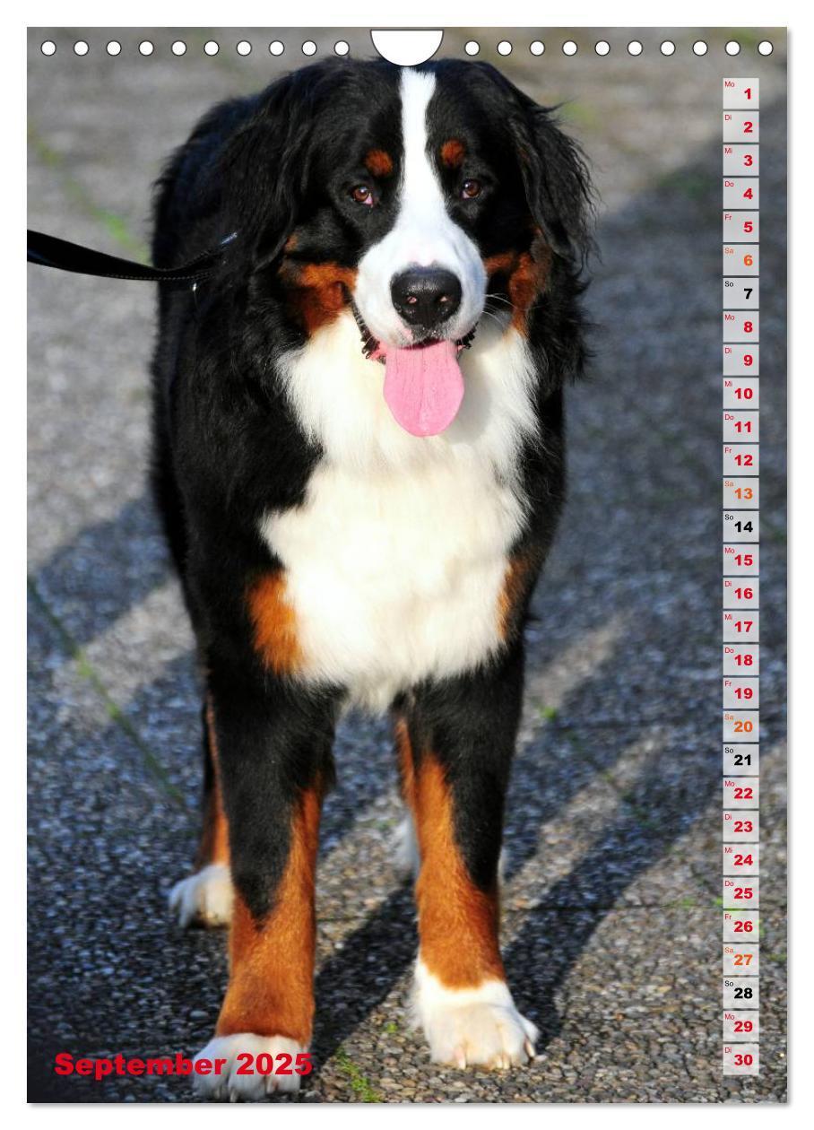 Bild: 9783457032602 | BÄR - Der Berner Sennenhund (Wandkalender 2025 DIN A4 hoch),...