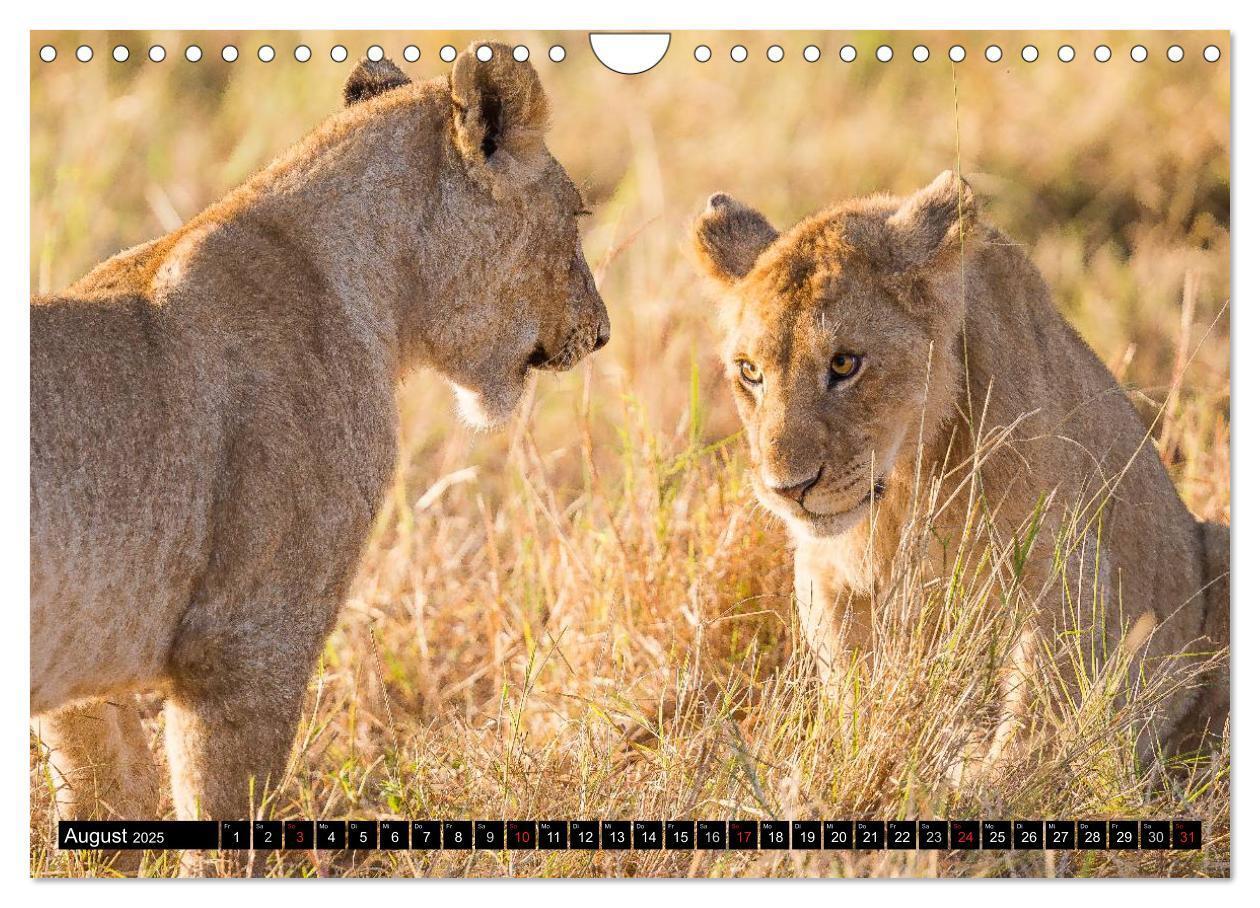 Bild: 9783435676941 | Masai Mara 2025 (Wandkalender 2025 DIN A4 quer), CALVENDO...