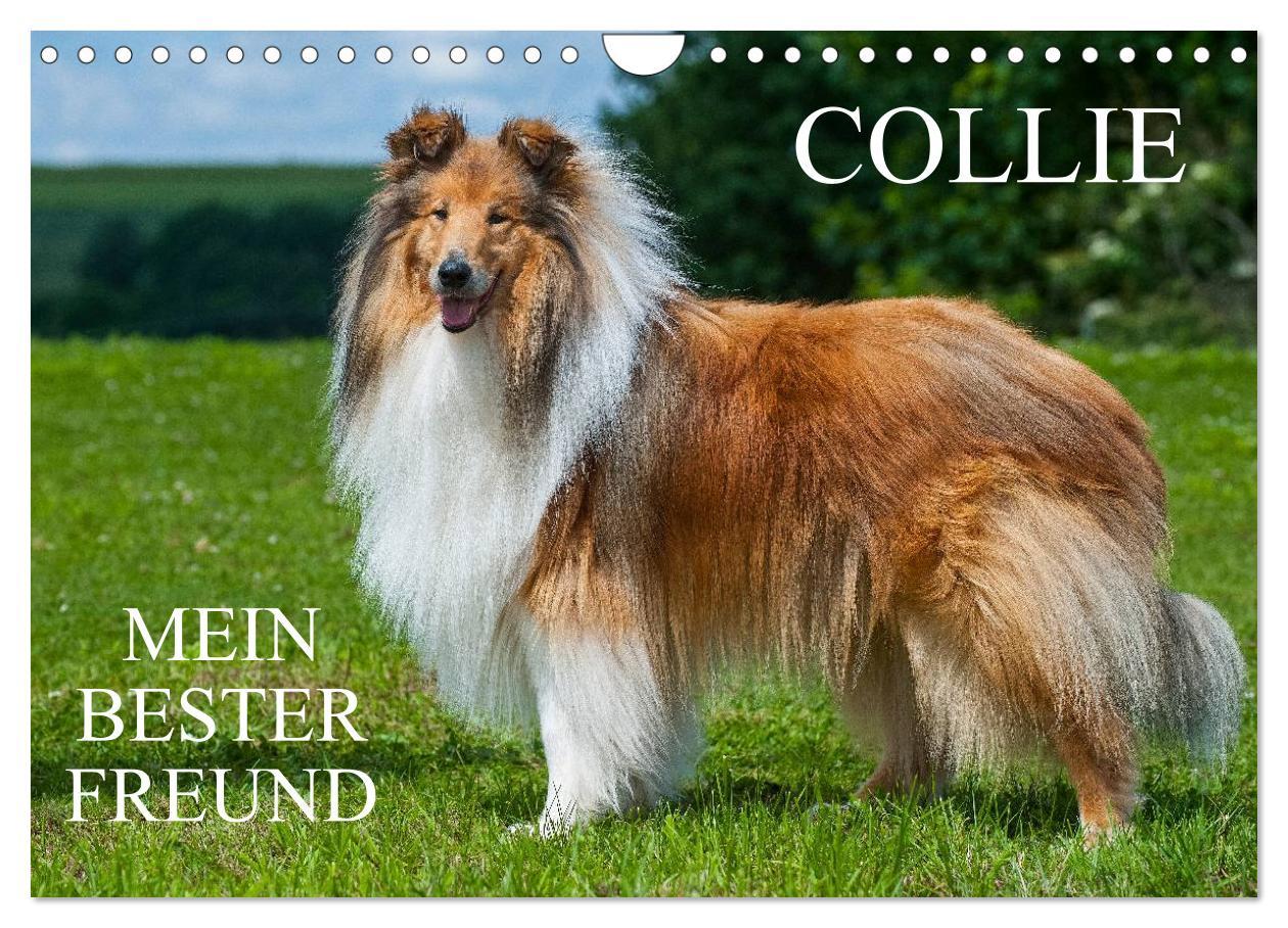 Cover: 9783435569267 | Collie - Mein bester Freund (Wandkalender 2025 DIN A4 quer),...