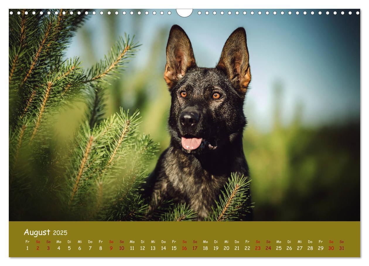 Bild: 9783435350988 | Schäferhunde und Ihre Vielfalt (Wandkalender 2025 DIN A3 quer),...