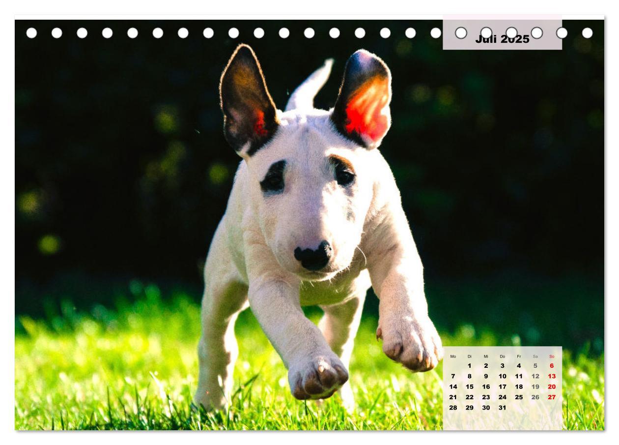 Bild: 9783383946813 | Bullterrier. Freudiges Wesen und Charakter (Tischkalender 2025 DIN...