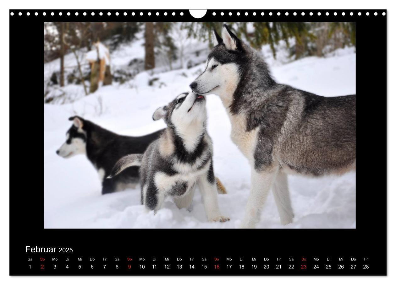 Bild: 9783435837342 | Husky-Kalender (Wandkalender 2025 DIN A3 quer), CALVENDO...