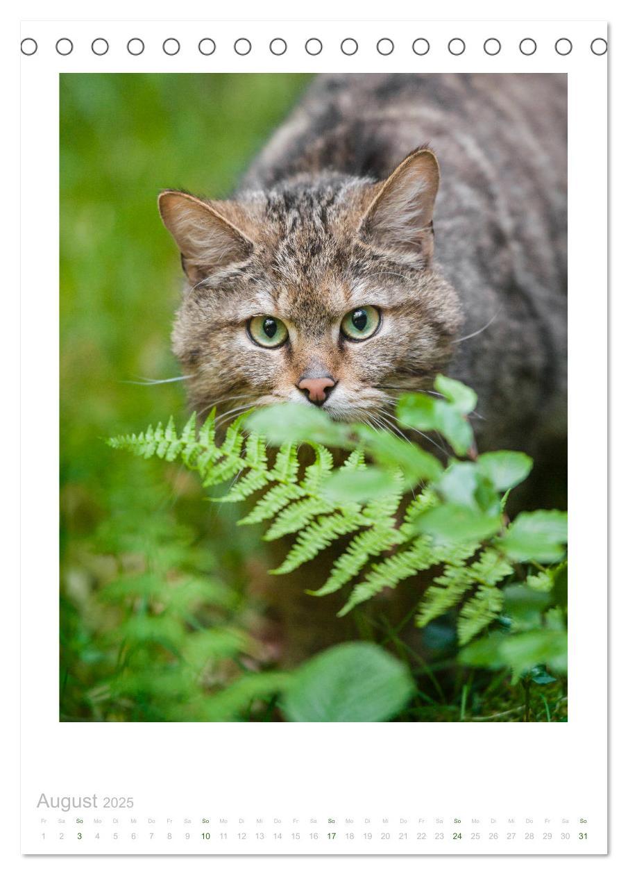 Bild: 9783435953240 | Wildkatzen - Kleine Samtpfoten des Waldes (Tischkalender 2025 DIN...