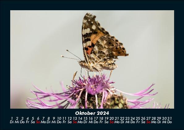 Bild: 9783755949763 | Bunte Pracht der Schmetterlinge 2024 Fotokalender DIN A5 | Becker